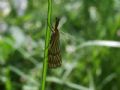 Chrysocrambus linetellus